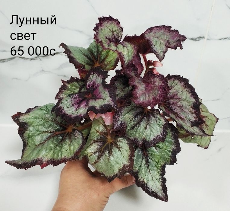 Бегонии сортовые.