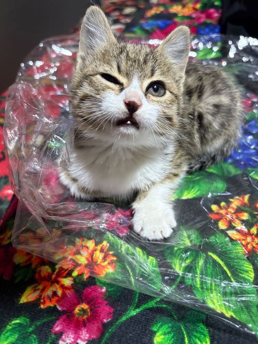 Tabby Kulrang va oq