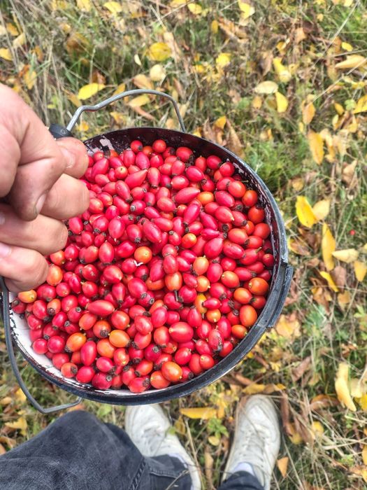 Măceșe proaspăt culese  calitate superioară!
Vând măceșe strânse manu