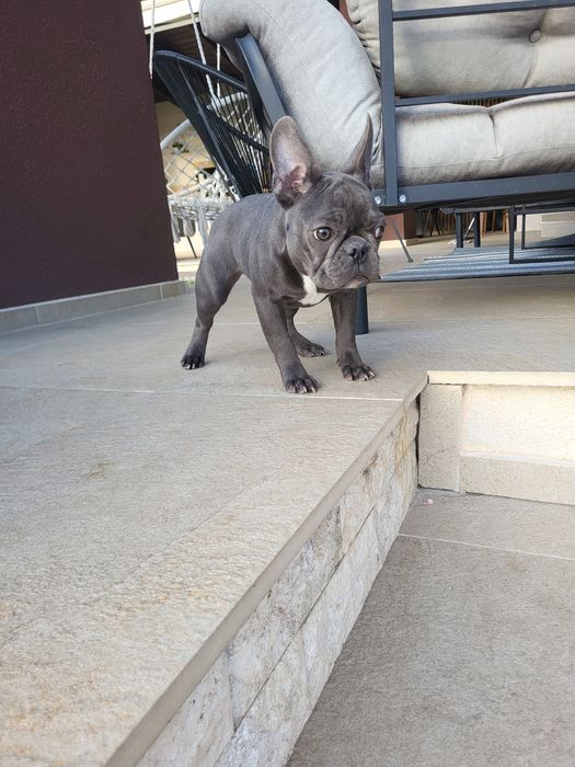 Bulldog francez blue