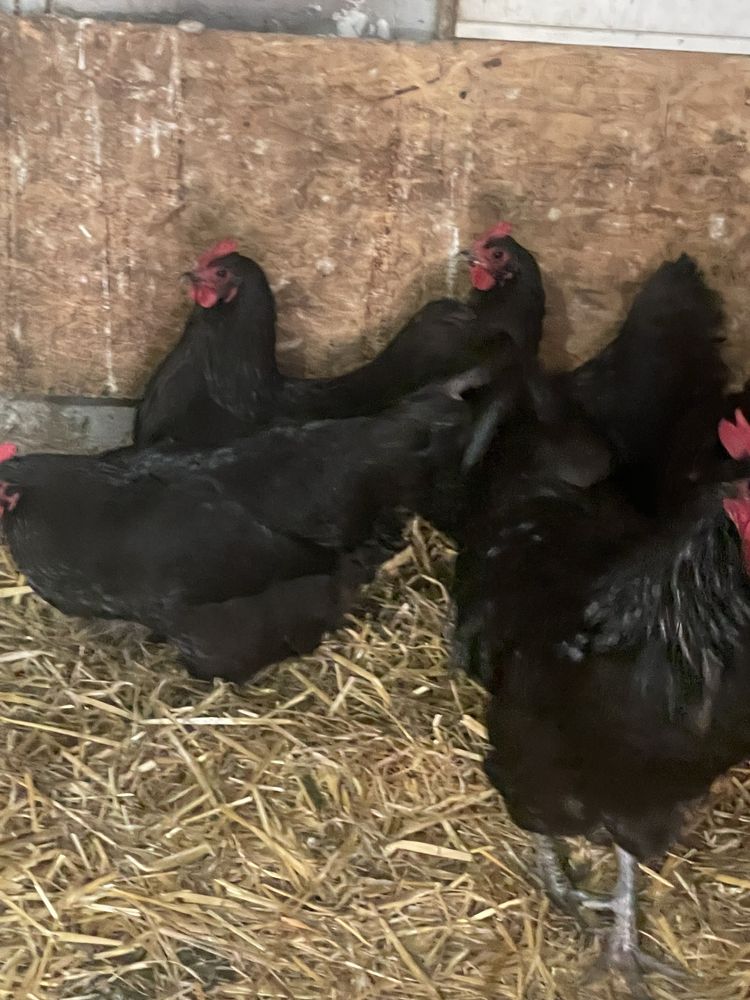 Vand familie  gaini rasa Australorp.