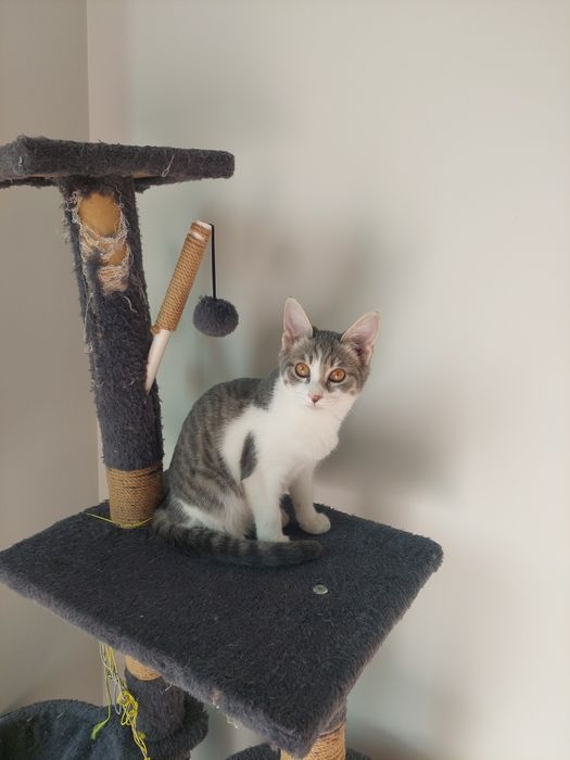 Котенок девочка Ташкент