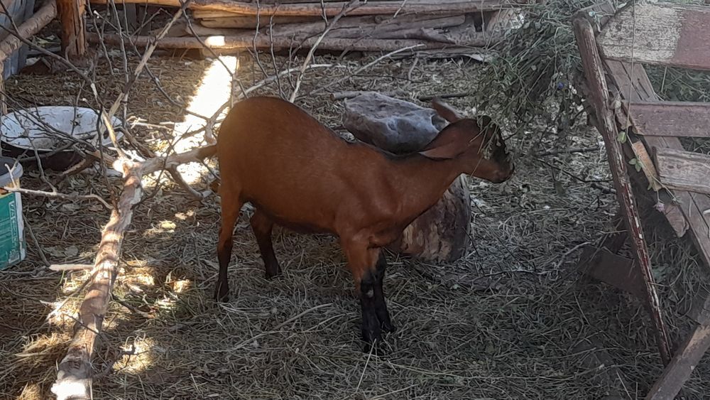 Țap ciut genetic 4luni