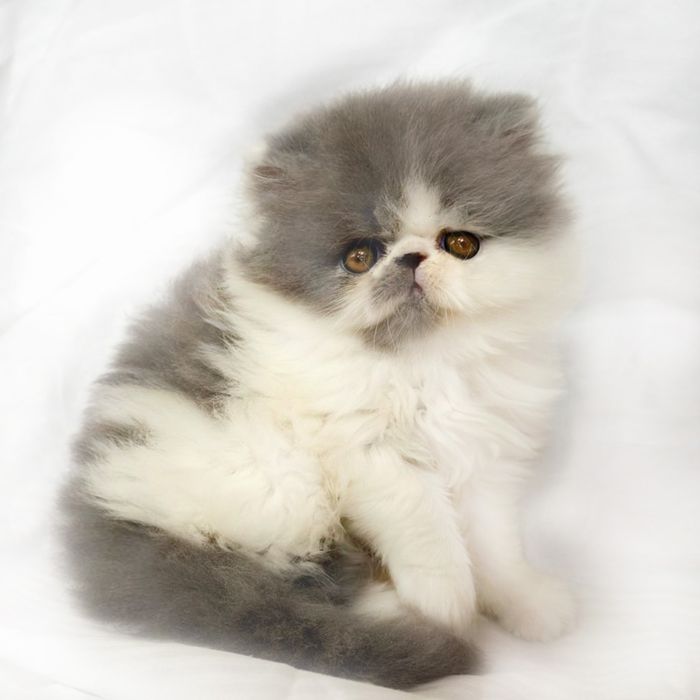 Вязка персидский кот