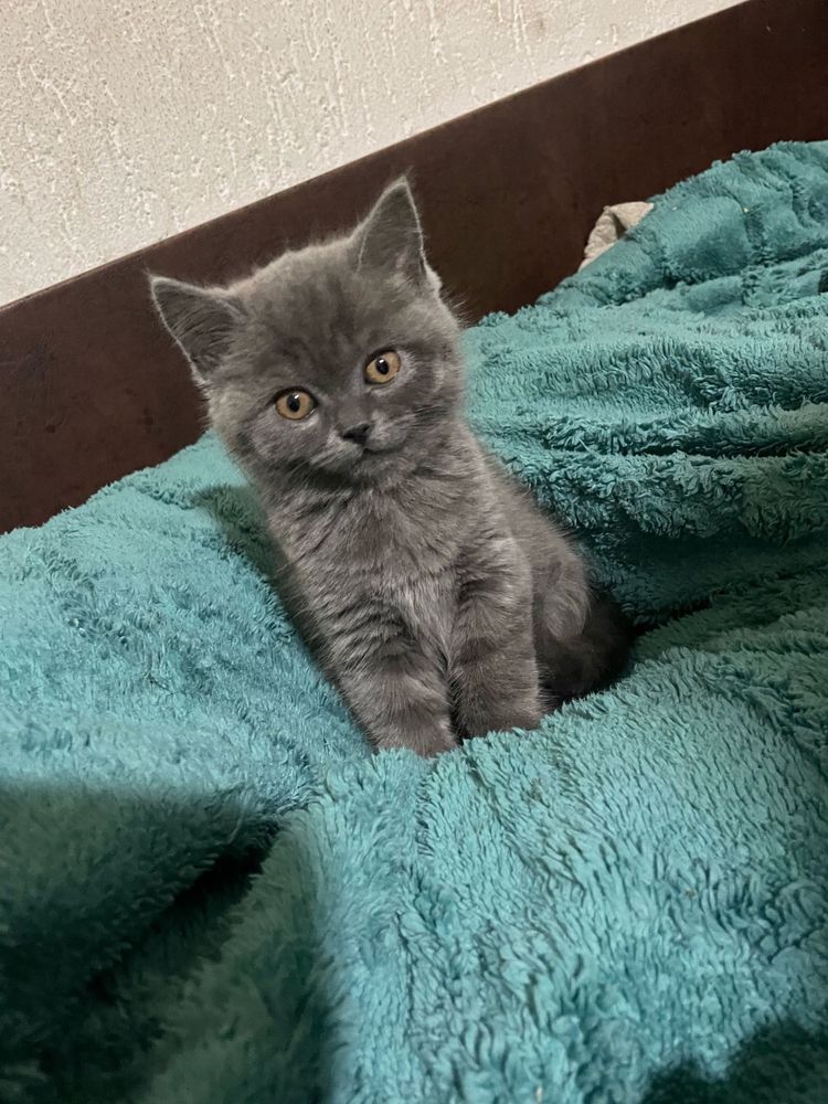 British shorthair