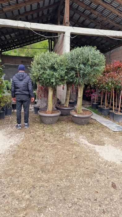 Plante ornamentale,  tuia, magnolia, gard viu, plante exotice,palmieri