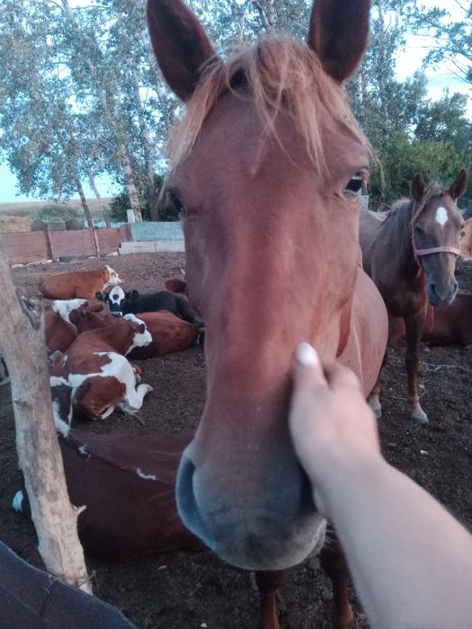 Продам лошадей кобыл 2 головы и жеребёнок жерепчик