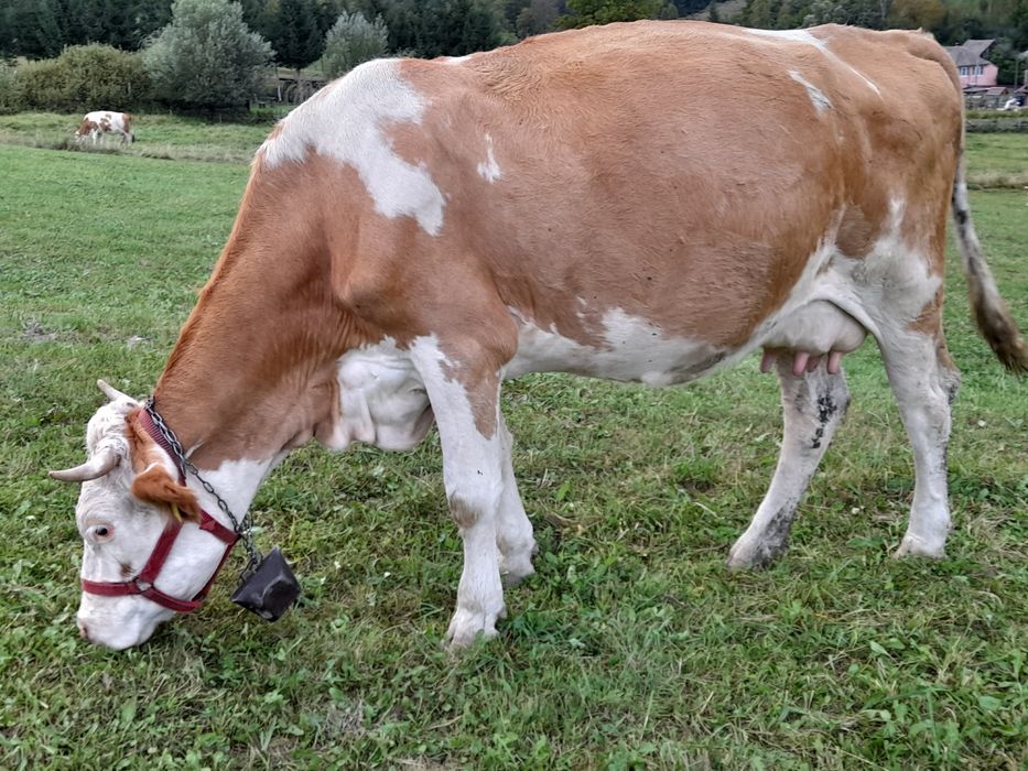 Vaci cu lapte disponibile