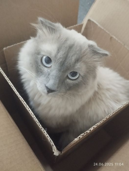 Vyaskaga  qiz mushu kere.soglom pasport bor