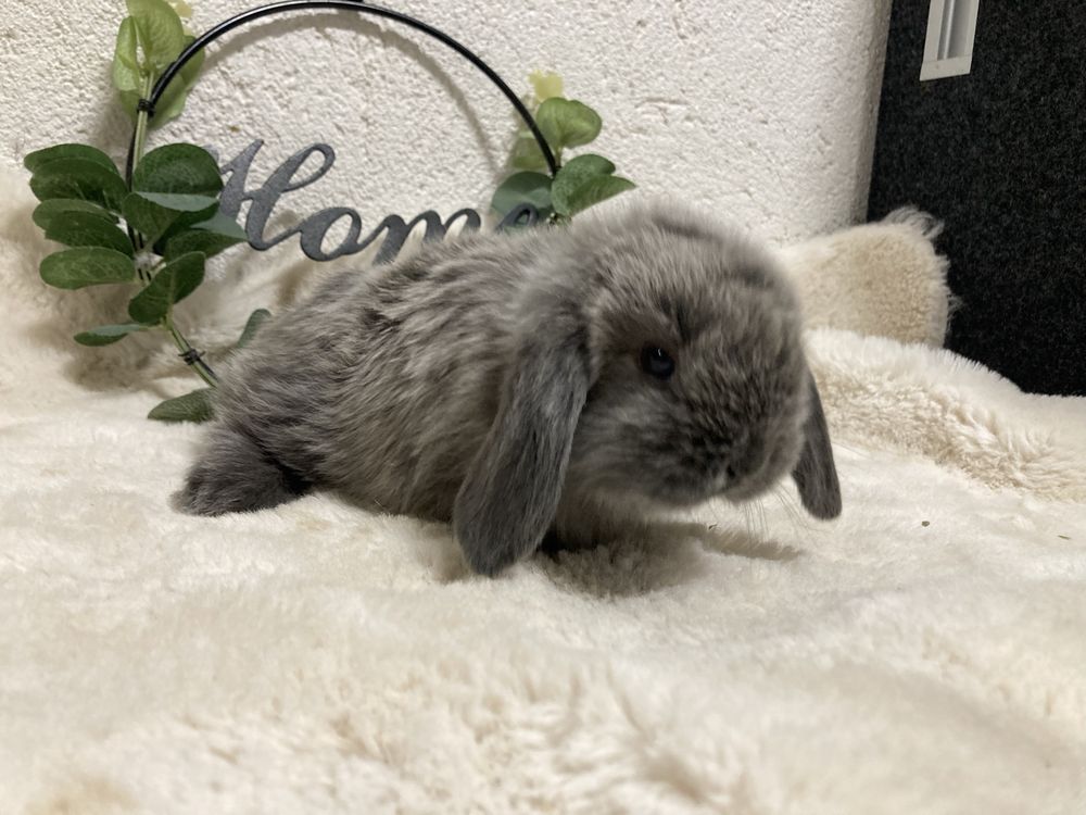 Iepuri pitici de companie berbec pitic /mini lop