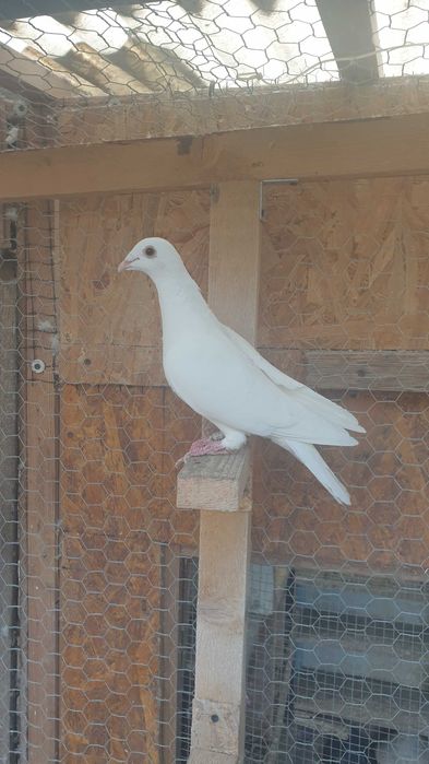 Ocazie! Vand 3 femele voiajor albe 2025 si un mascul voiajor alb 2023!