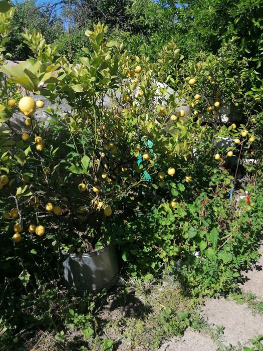 Лимони на по 10 години
