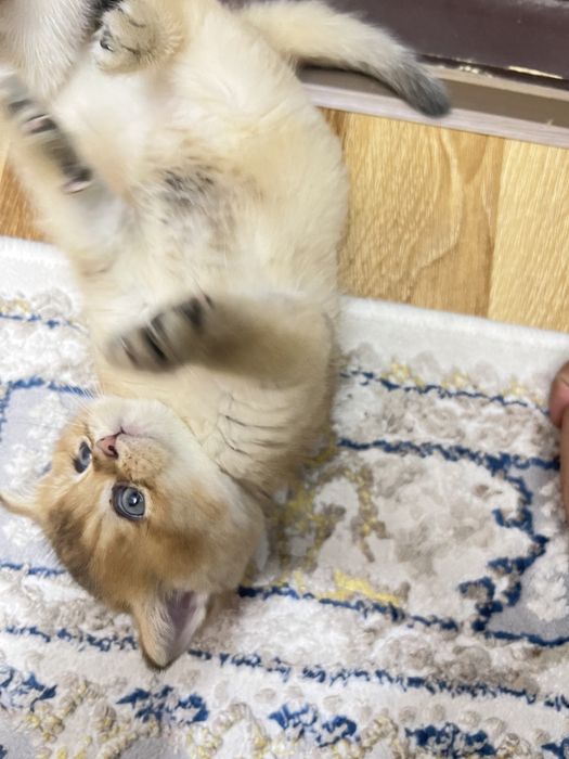 Zalataya shenshila toza zot bemalol tekshirtirib olsez buladi