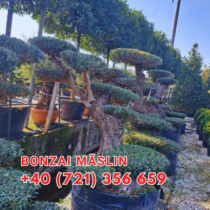 Brazi tuia maslini palmieri pohtinia bosai spirale magnoli arțari etc