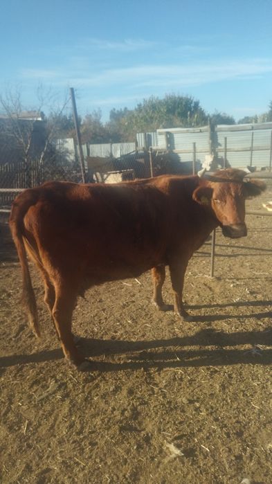 Продам корову 8 лет откормленная, можно на мясо торг уместенорг уместе