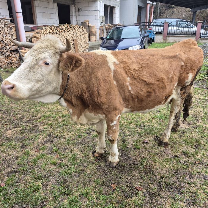 Vând vaca Bălțată Romaneasca