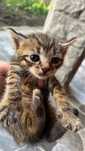 motanei in adoptie
