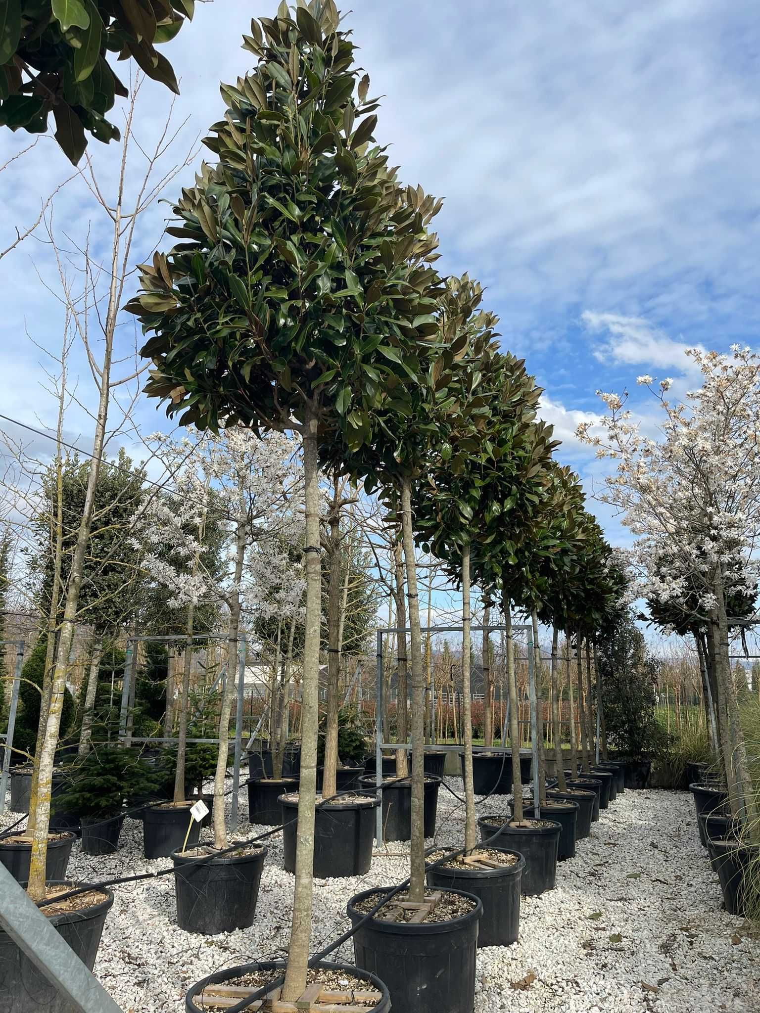 Ilex , Magnolia Grandiflora Copac , Leylandii , Plante ornamentale