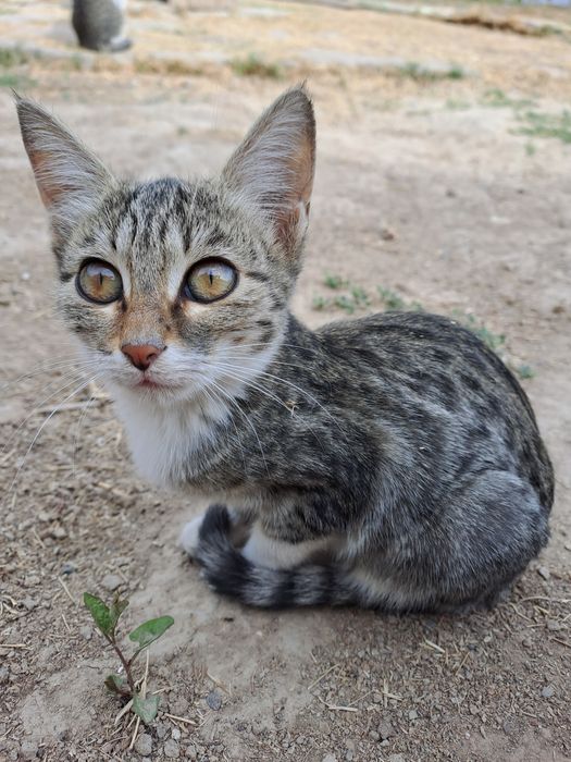 Котята 4 месяца, в ответственные руки