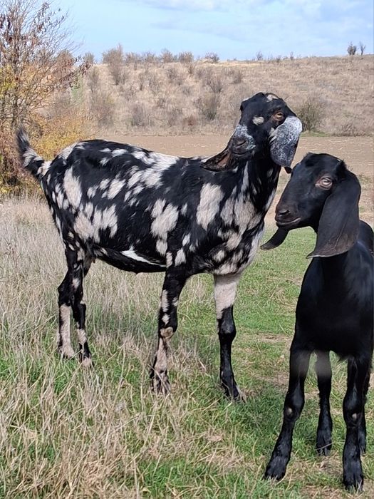 Vând capra ANGLO Nubian cu Pedigree Cehia