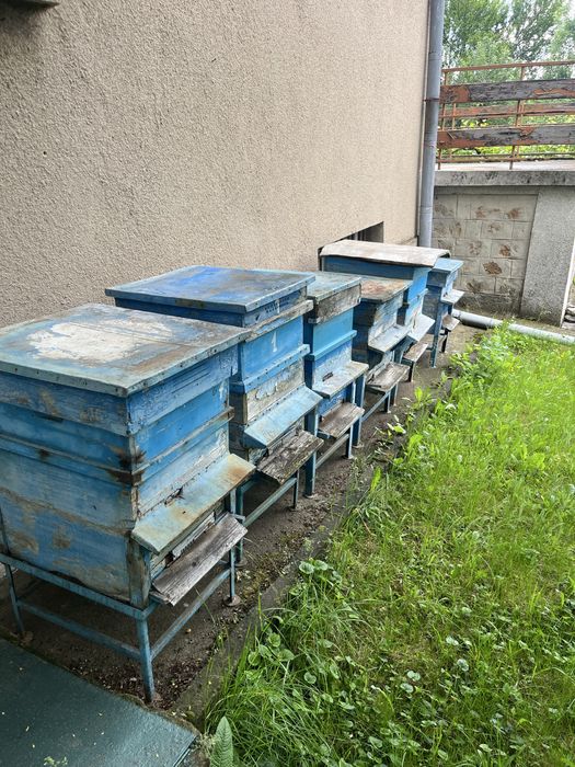 Кошери 10рамкови-дадан блат