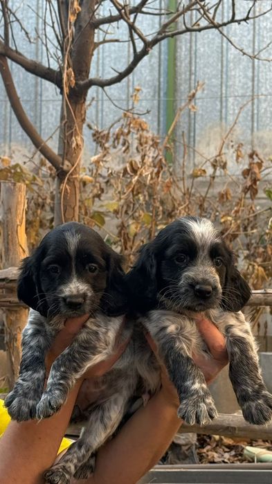 Русский спаниель