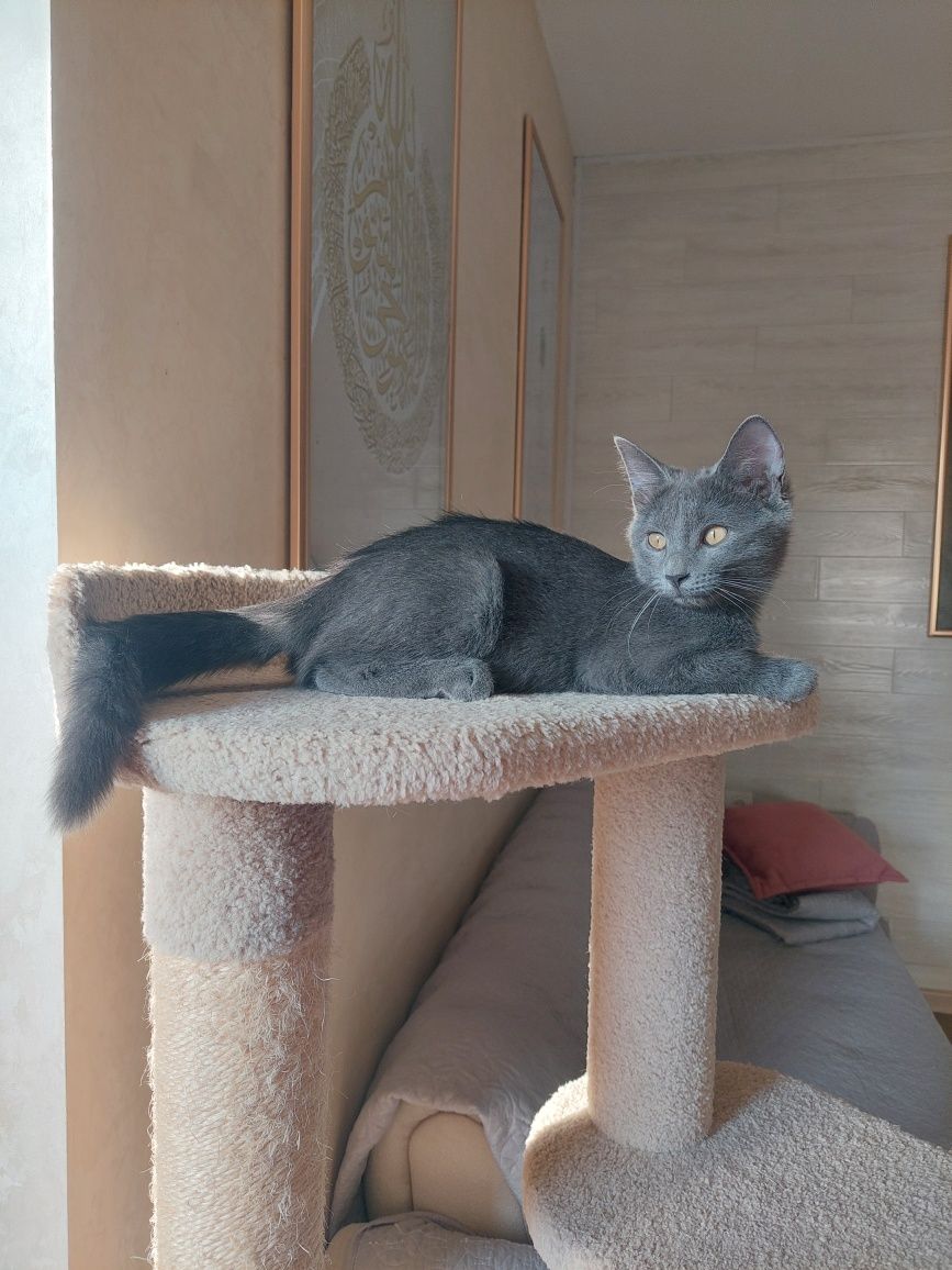 Котёнок девочка Русская голубая