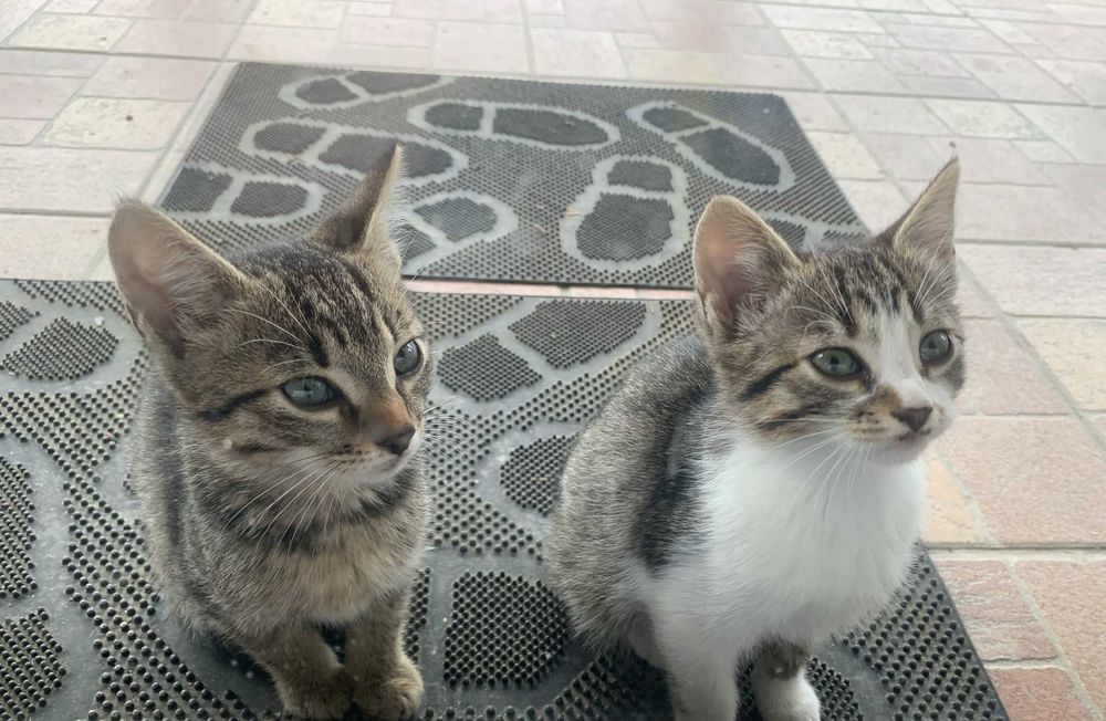 Pisoi pentru adoptie