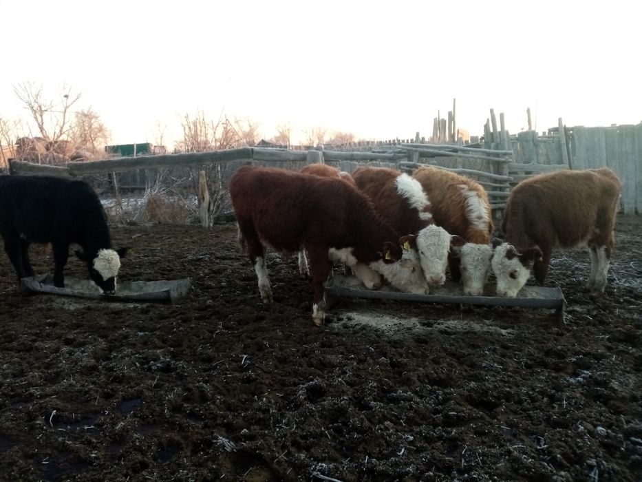 Подсосные бычки 10 голов