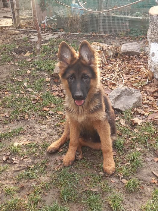 Щенки Немецкой овчарки!