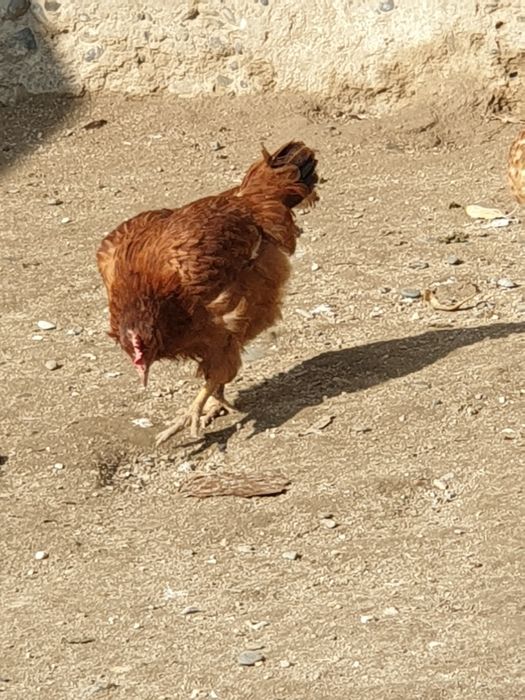 Ханхйап товуклари сотилади