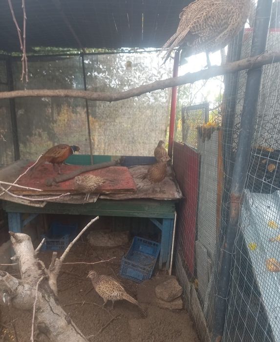 Fazani comuni schimb cu paunita