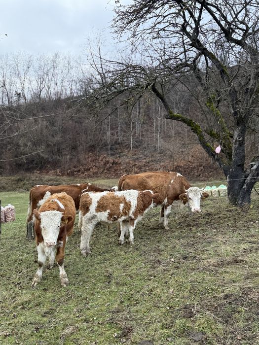 Vând două juninci la a doua fătare