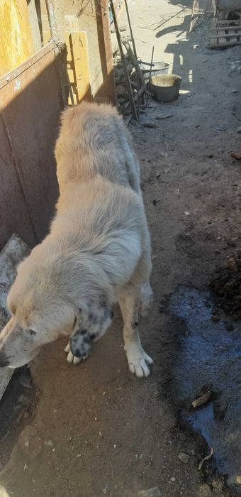 Dau caine ciobanesc de  bucovina alb pe 2 caprite de prasila