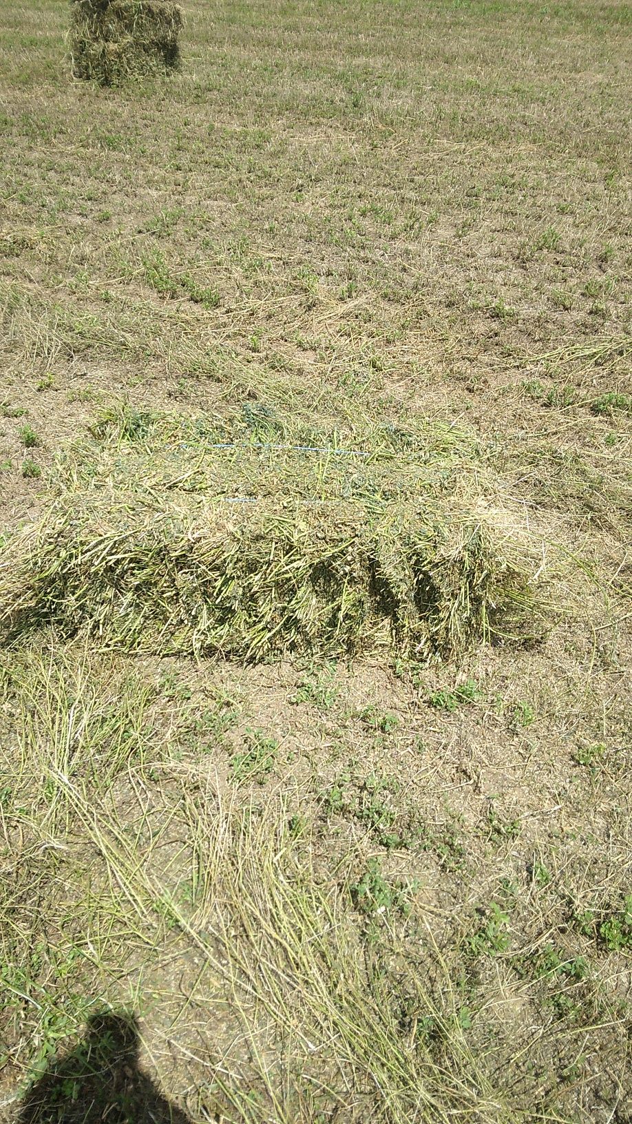 Baloți de lucernă de vânzare
