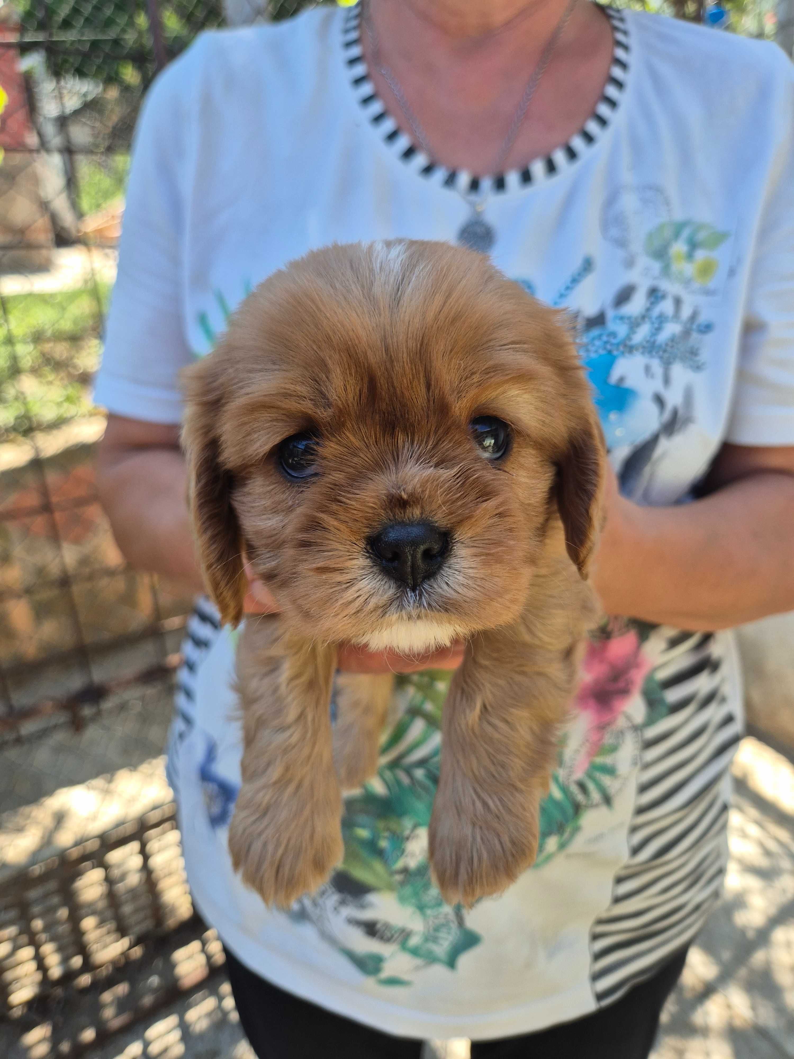 Fetita de Exceptie Cavalier King Charles Spaniel, Culoare Ruby