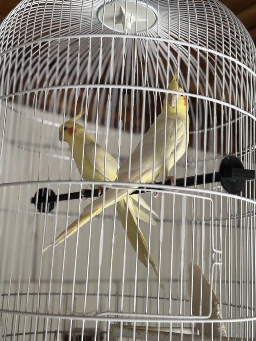 Papagali nimfe pereche