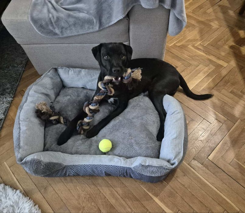 Домашен любимец мъжко куче Лаборадор-Питбул микс