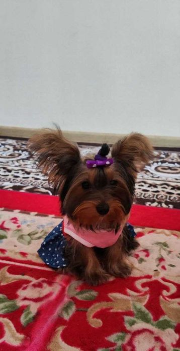 Требуется мальчик для вязки