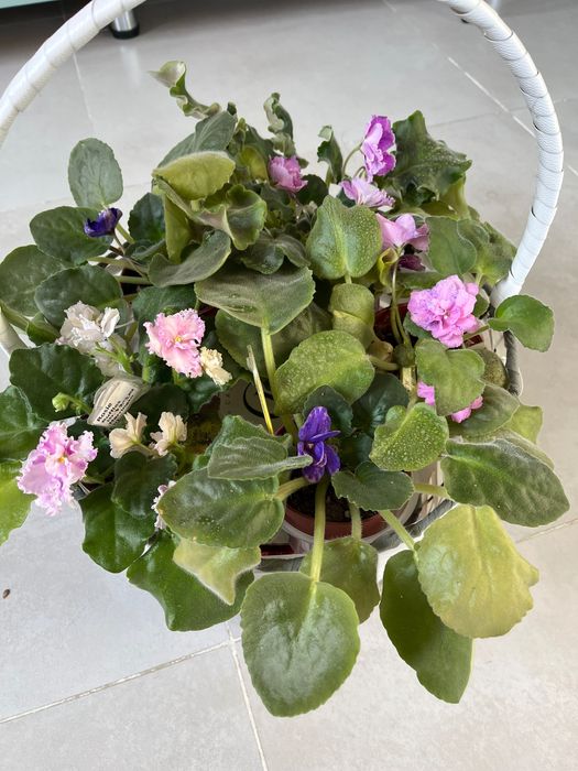 Набор цветущих фиалок в корзине