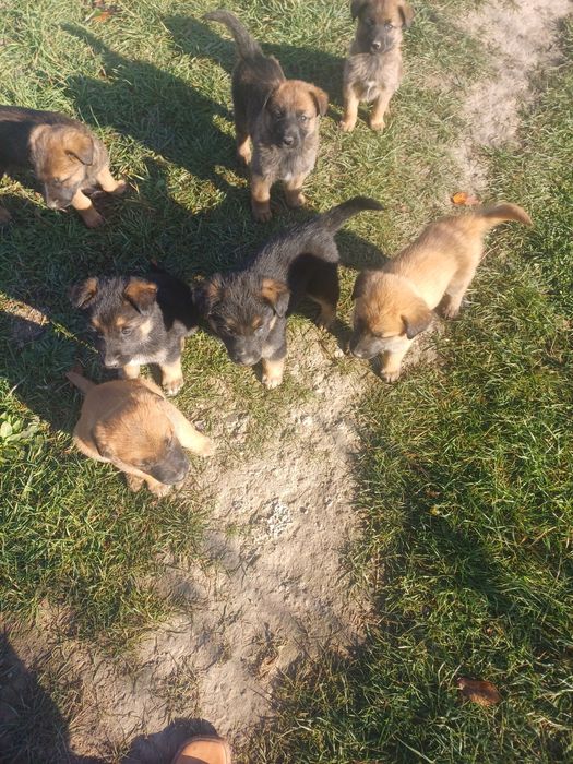 Ofer gratuit catelusi.