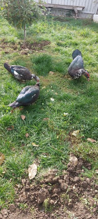 Rațe leșești crescute bio