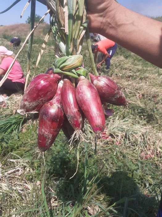 Ceapă roșie de apă de Buzău