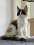 Fetita Maine Coon cu pedigree