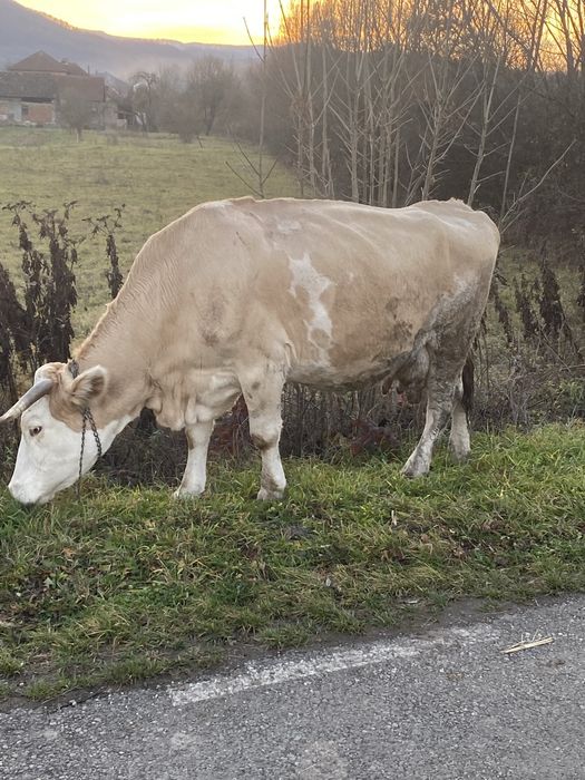 Vand vaca de tinut cu lapte