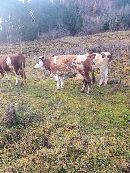 Vaca bălțata vaci vitei