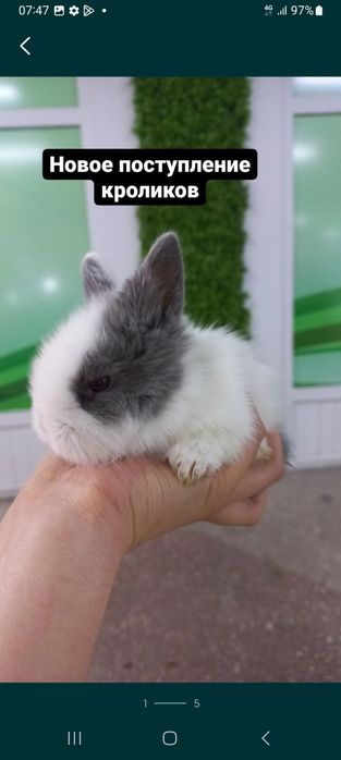 Кролики декоротивные и карликовые