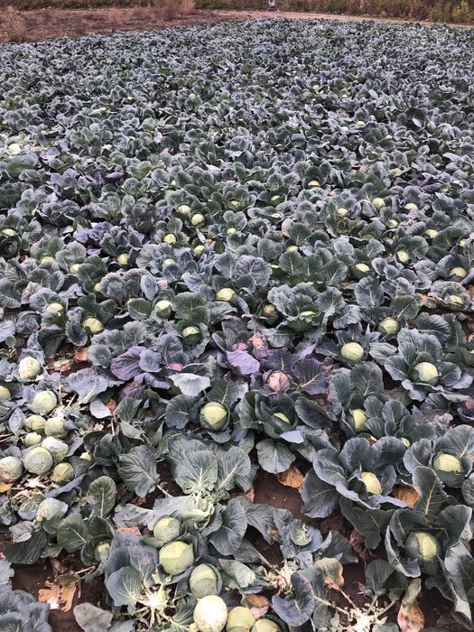 Vând boabe de răsad românesc