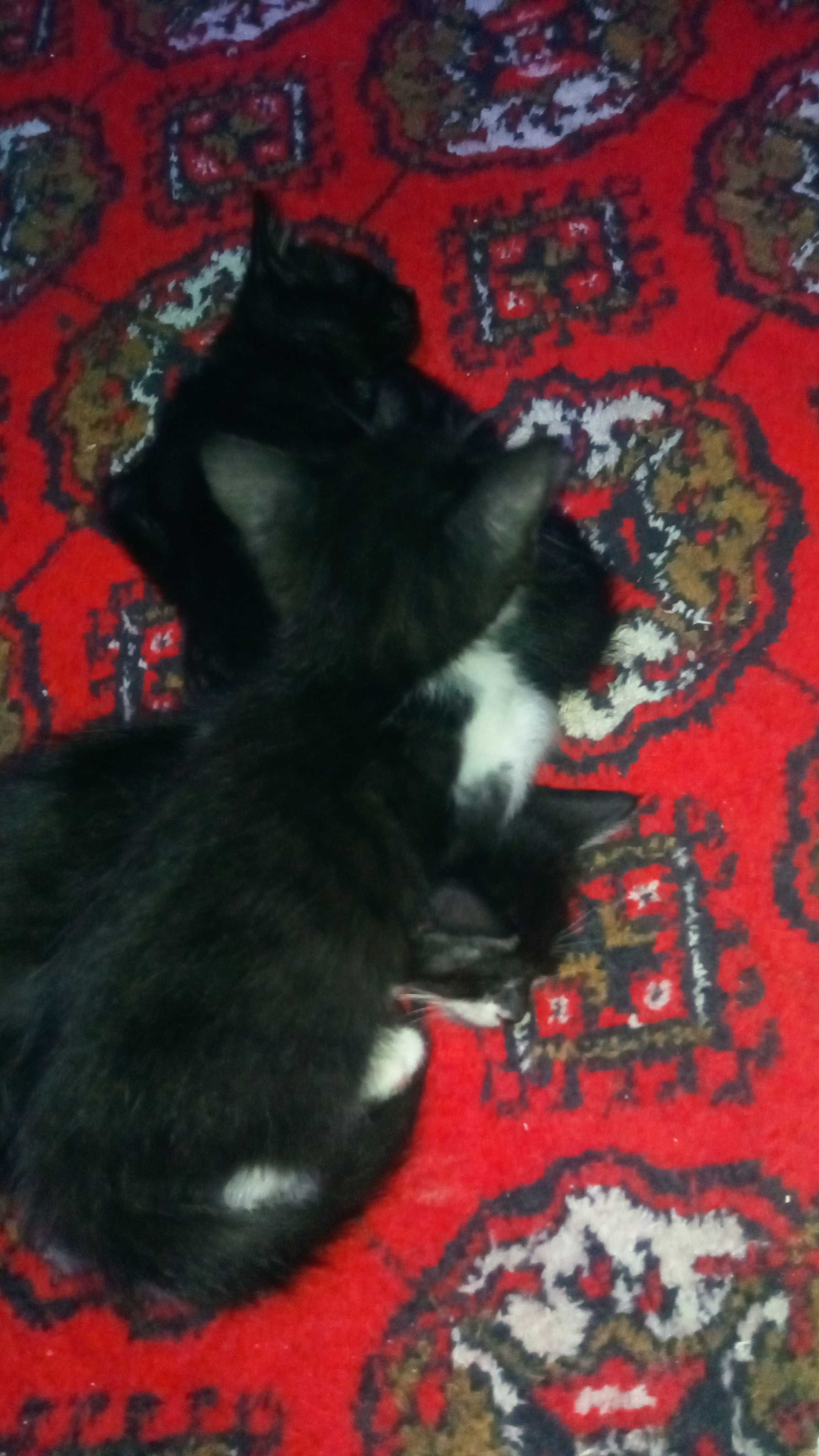 Котята 2 месяца мальчик и девочка