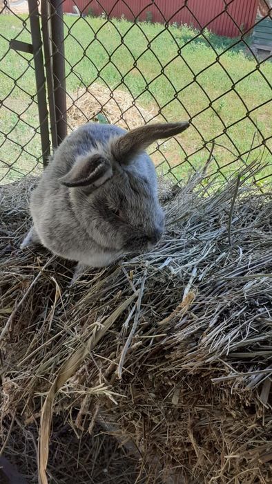 Срочно продам Полтавское Серебро